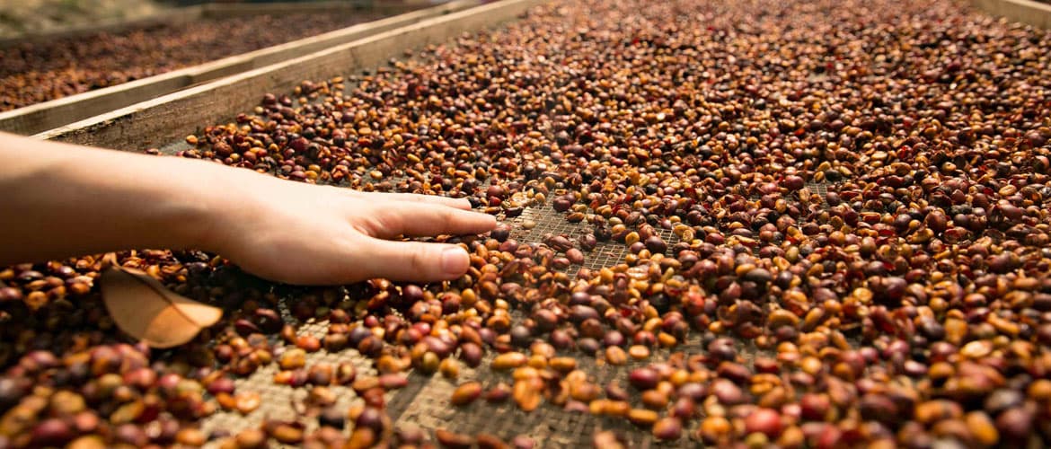 Historische droogte dreigt Braziliaanse koffieoogst van 2015 te verstoren