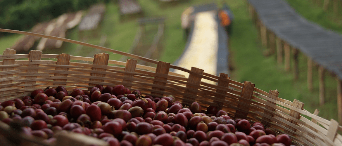 Ethiopie Yirgacheffe koffiebessen