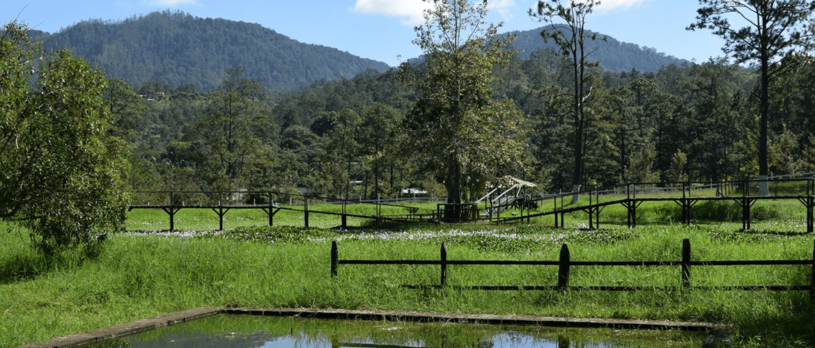 Honduras Comsa Koffieplantage