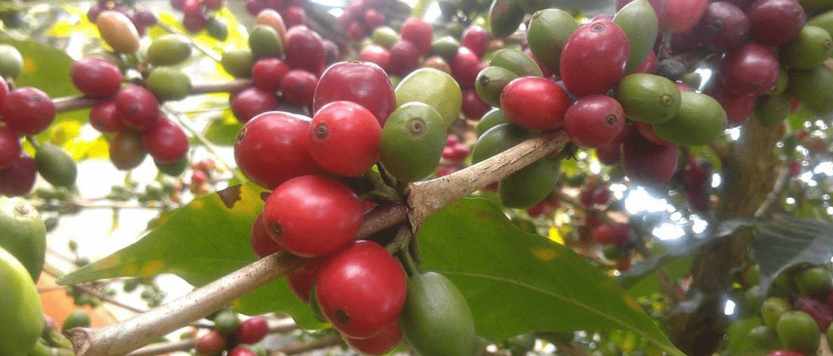 Kameroen-koffie-ontwikkelingsproject-koffiebessen