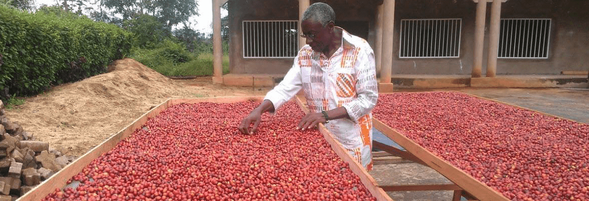 Kameroen-koffie-ontwikkelingsproject